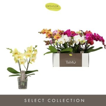image PHALAENOPSIS 2/3BR VARIES