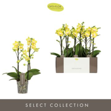 image PHALAENOPSIS 2BR JAUNE