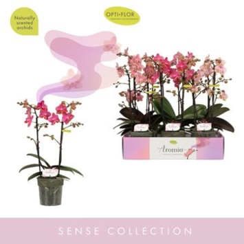 image PHALAENOPSIS 2BR VARIE