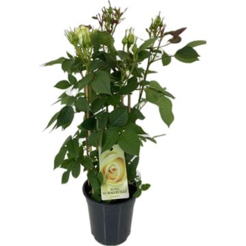 image ROSIER EXT JAUNE
