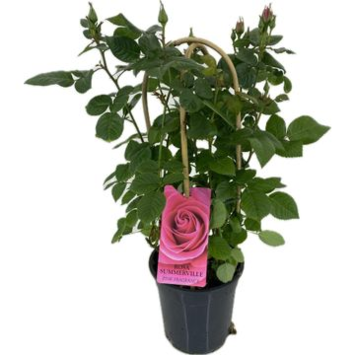 image ROSIER EXT ROSE