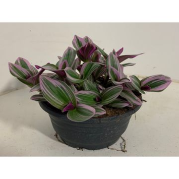 image TRADESCANTIA NANOUK COUPE