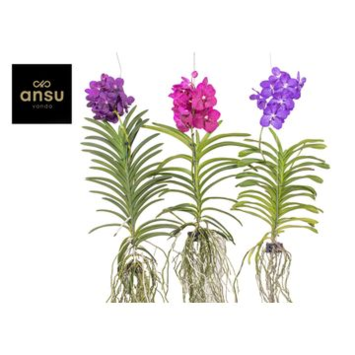 image VANDA VARIE SUSP