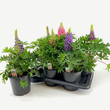 image LUPIN VARIE