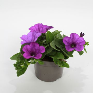image PETUNIA MAUVE