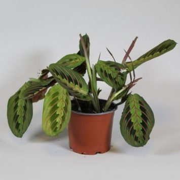 image MARANTA TRICOLOR