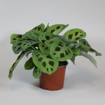 image MARANTA KERCHOVEANA