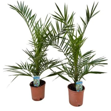 image PHOENIX CANARIENSIS