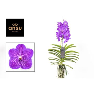 image VANDA BLEUE SUSP