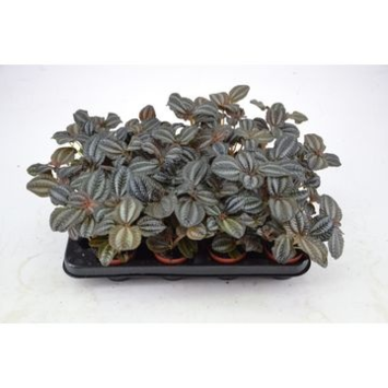 image PILEA NORFOLK