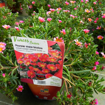 image DELOSPERMA OCEAN SUNSET ORANGE GLOW