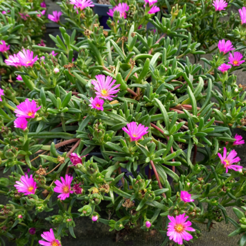 image DELOSPERMA OCEAN SUNSET VIOLET