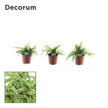 image CHLOROPHYTUM OCEAN