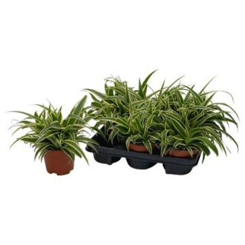 image CHLOROPHYTUM VITTATUM