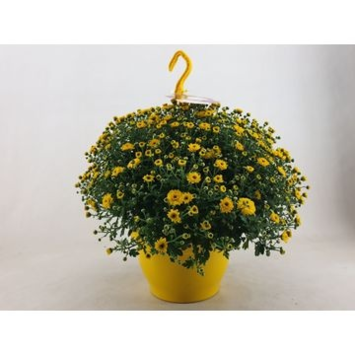 image DENDRANTHEMA SKYFALL JAUNE SUSP