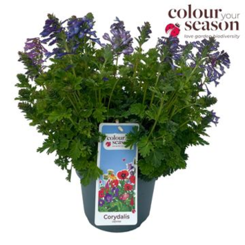image CORYDALIS SOLIDA