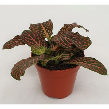 image FITTONIA