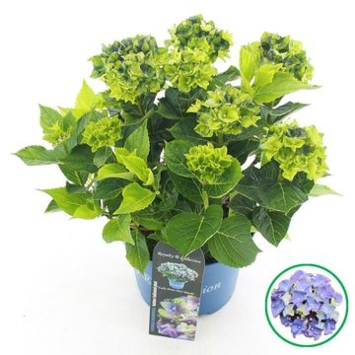 image HORTENSIA MACROPHYLLA