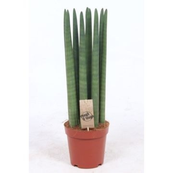 image SANSEVIERIA CYLINDRICA