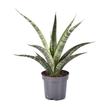 image SANSEVIERIA TRIFASCIATA