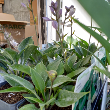 image HOSTA BULLETPROOF