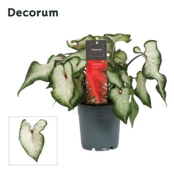 image CALADIUM DECORUM