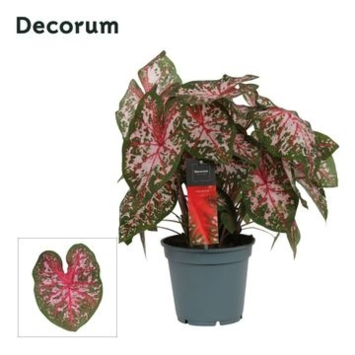 image CALADIUM DECORUM