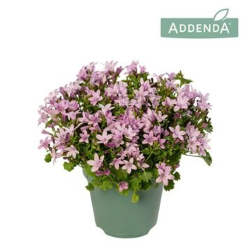 image CAMPANULE AMBELLA ROSE