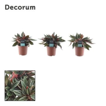image PEPEROMIA ROCCA SCURO