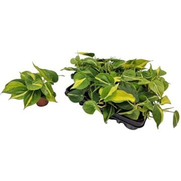image PHILODENDRON SCANDENS BRASIL