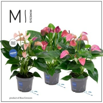image ANTHURIUM ANDREANUM JOLI