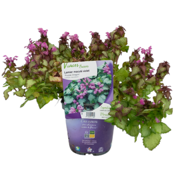 image LAMIUM MACULATUM PURPLE DRAGON