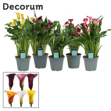 image ARUM COULEUR