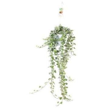 image HEDERA WHITE WONDER