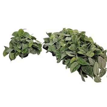 image SCINDAPSUS PICTUS SILVERY ANN