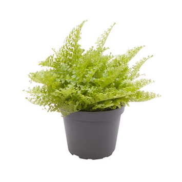 image NEPHROLEPIS COTTON CANDY