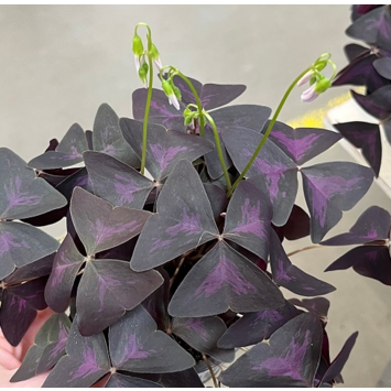 image OXALIS TRIANGULARIS