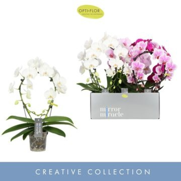 image PHALAENOPSIS 2BR ARCEAU