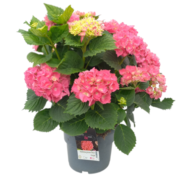 image HORTENSIA MACROPHYLLA ROUGE