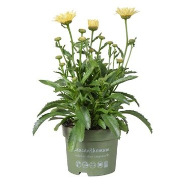 image LEUCANTHEMUM BANANA CREAM