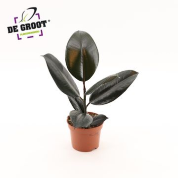image FICUS ABIDJAN
