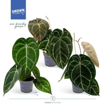 image ANTHURIUM KARMA CRYSTAL