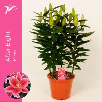 image LILIUM AFTER EIGHT ROSE 4PP