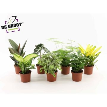 image PLANTES VERTES VARIEES