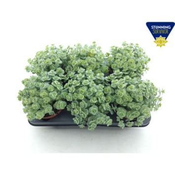 image SEDUM SIEBOLDII MEDIOVARIEGATUM