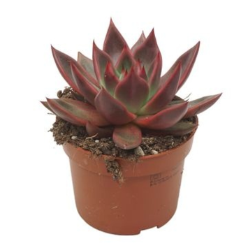 image ECHEVERIA