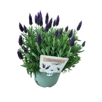 image LAVANDE LAMOROSIA PURPLE FLAG