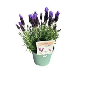 image LAVANDE LAMOROSIA PURPLE FLAG