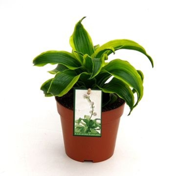 image DRACAENA FRAGRANS TORNADO