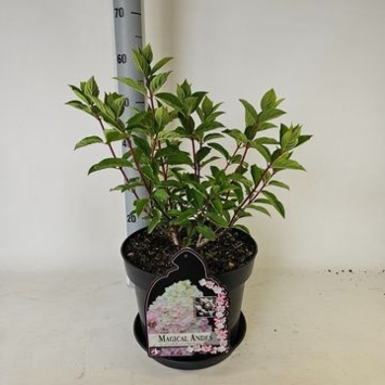image HORTENSIA PANICULATA MAGICAL ANDES